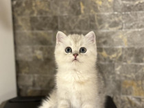 British shorthair