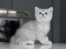 British shorthair puișori