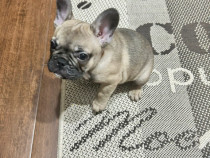 Cățel Bulldog Francez