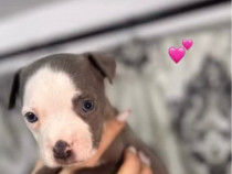 Pui de Amstaff, rasa pura