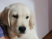 Pui labrador retriever