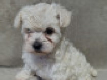 Bichon Maltez femelă