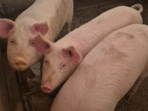 Soldani mare 5 bucati