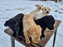 Pui Labrador din tata alb si mama maro vaccinați deparazitati