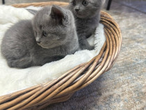 Pui de pisică British Shorthair Blue