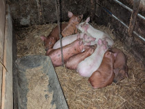 Purcei de vanzare duroc cu landras