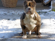American bully standard