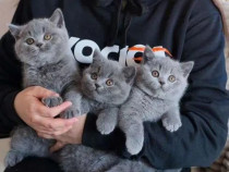 British shorthair băieței și fetițe