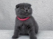 Scottish fold puiuți