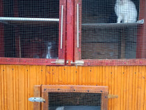 Cușcă pentru iepuri