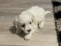 Bichon băiețel mascul