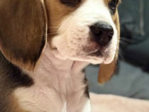 Beagle de vanzare