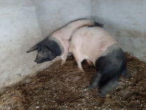 Vand scroafita si mascul 85 kg