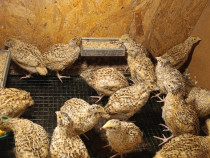 Prepelițe Jumbo gold