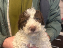 Lagotto romagnolo