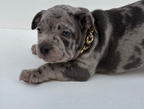 American Bully Pocket