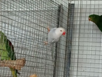 V&acirc;nd diferite rase papagali