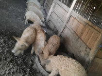 Porci Mangalita ,mici și mari!!