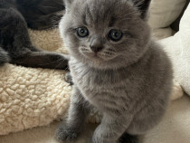 Pui british shorthair
