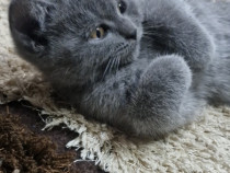 Motanel british shorthair
