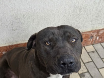 V&acirc;nd, mascul American bully!