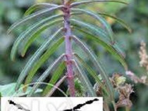 Planta anti cartita, contra cartitei, Euphorbia lathyris