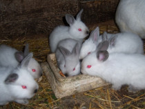 Pui de iepure California/Californian