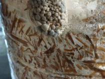 Compost ciuperci pleurotus in saci