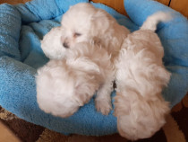 Bichon maltesse minii toy