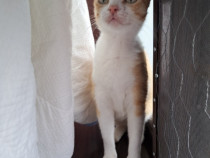 Adoptie pisica roscata Lorena