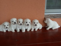 Bichon maltez