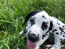 Dalmatieni