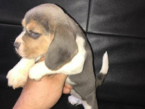 Beagle tricolor blue