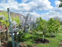 Casa+ casa vacanta, 2200 mp livada, Schitu-Duca