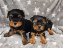 Pui Yorkshire terrier