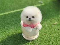 Pomeranian toy talie foarte mica
