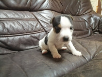 Pui jack russel/russell terrier