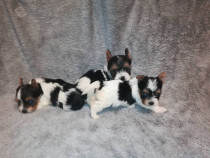 Pui yorkshire yorkie yorki terrier biewer