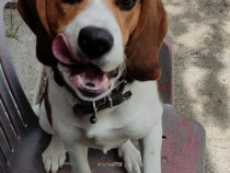 Vând urgent fetiță Beagle 6 luni