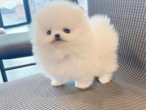 Pomeranian Boo miniatura