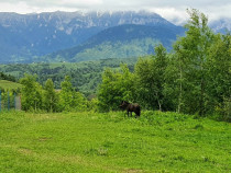 Teren 2500mp pentru casa de vacanta, Pestera, Brasov