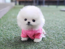 Pomeranian puppy boo