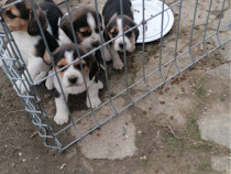 Pui tricolori beagle de calitate