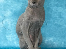 RARITATE pui pisica fara par Donskoy / Don Sphynx cu pedigree