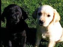 Labrador alb sau negru