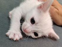Adoptie pui de pisica alb