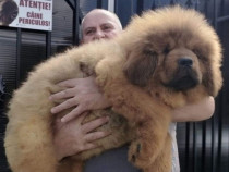 Mastiff tibetan de excepție