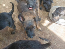 Catei ciobanesc belgian malinois