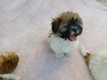 Catelusi Shih Tzu