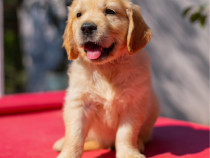 Golden retriever pui pedigree tip A